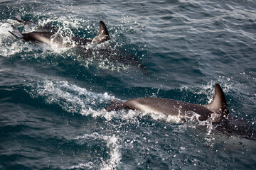 Obraz premium A pod of dolphins swimming playfully along the coastal waters of Kaikoura, New Zealand.