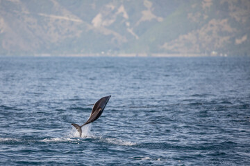 A bottle nosed dolphin leaps into the air in a show of skill and strength.