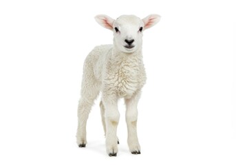 Fototapeta premium A fluffy white lamb standing with a slight tilt to its head isolated on a white background