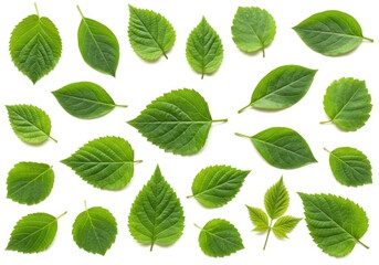 Naklejka premium A collection of fresh green leaves scattered artistically, isolated on a white background