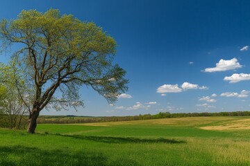 Fototapeta premium Majestic tree in green field under clear blue sky