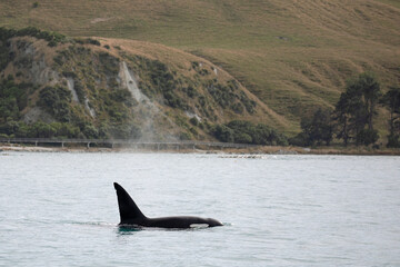 Fototapeta premium A lone orca swims close to the shoreline near Kaikoura, New Zealand.