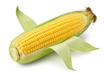 A fresh ear of corn with vibrant yellow kernels and green husks partially peeled back, isolated on a white background