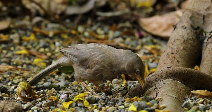 Beautiful close-up view of Jungle babbler bird finding food in the jungle