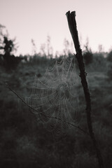 spider web with dew drops at the sunrise