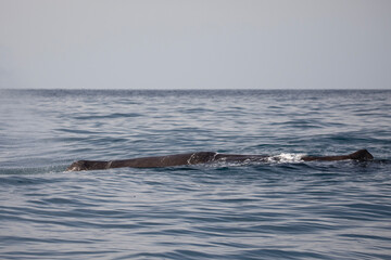 A Sperm whale surfaces above the waters near Kaikoura and displays its dorsal fin and blow.
