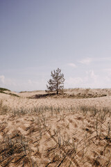 Single tree in the sandy beach, desert