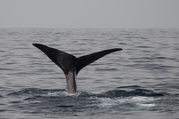 Fototapeta premium The fluke of a diving sperm whale photographed close to the shores of Kaikoura, New Zealand.
