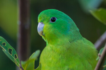 Blue-winged Parrotlet (Forpus xanthopterygius)