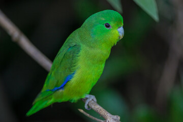 Blue-winged Parrotlet (Forpus xanthopterygius) perched on a branch in the forest