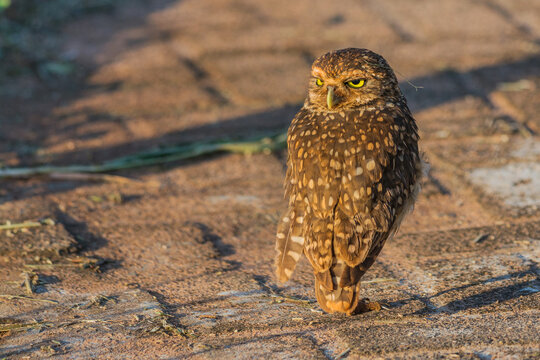 Burrowing Owl (Athene cunicularia) sunbathing