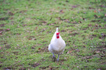 High angle view of white chicken with red at Swiss City of Zürich on a winter day. Photo taken January 15th, 2025, Zurich Schwamendingen, Switzerland.
