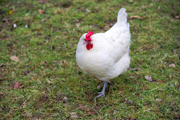 High angle view of white chicken with red at Swiss City of Zürich on a winter day. Photo taken January 15th, 2025, Zurich Schwamendingen, Switzerland.