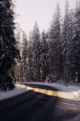 snow covered road in the forest
