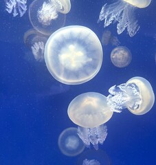 Jellyfish in Oceanogràfic València, Spain