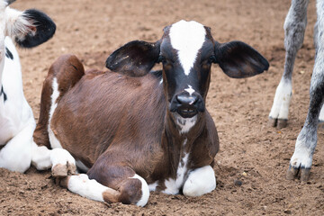Vaca, toro, acostado 