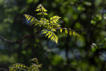 New leaves on the branches of a tree.