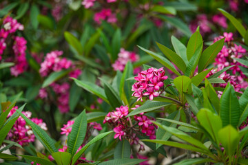 Soft pink plumeria flowers blooming on a sunny tree branch, known as kath golap in South Asia. Fresh tropical vibe with natural green leaves and gentle sunlight, perfect for nature and floral themes