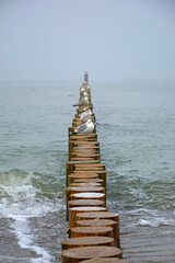 mewy na molo z bali na morzu, mewy stojące na drewnianych kłodach w morzu, seagulls on a log pier at sea, Seagulls standing on wooden logs in the sea, Breakwater on seashore from wooden logs sea © kateej
