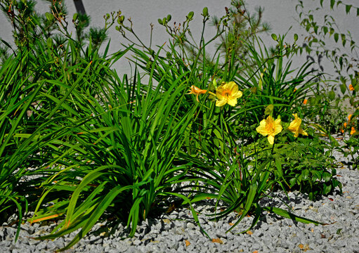 ż&oacute;łte liliowce na żwirowej rabacie, daylily hemerocalis with yellow flower in mulch gravel, gravel flowerbed and yellow daylily
