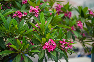 Soft pink plumeria flowers blooming on a sunny tree branch, known as kath golap in South Asia. Fresh tropical vibe with natural green leaves and gentle sunlight, perfect for nature and floral themes