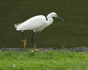 great white egret
