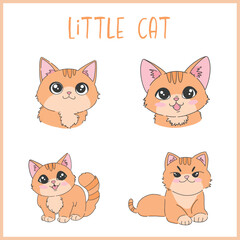 Little orange cat