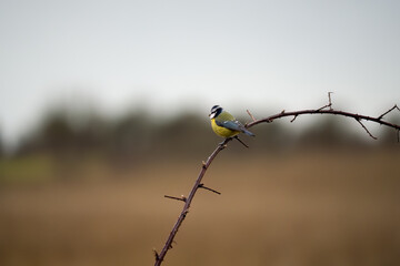 a blue tit (Cyanistes caeruleus) perched in winter branches