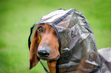 dachshund in a raincoat