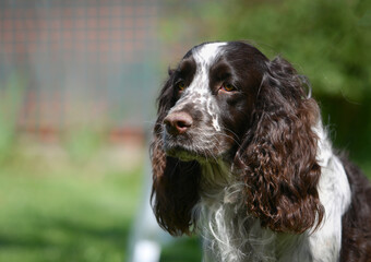 english cocker spaniel