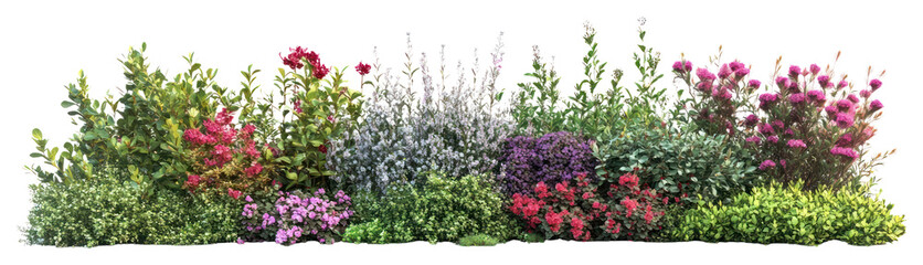 Fototapeta premium PNG A flower bushes and shrubs on a white background flowers garden nature.
