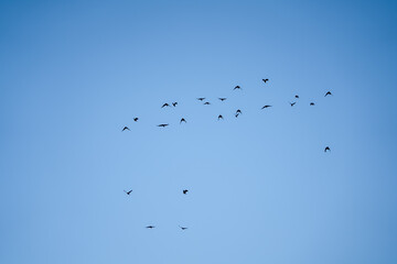 a parliament of rooks (Corvus frugilegus) in flight blue sky
