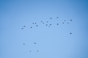 a parliament of rooks (Corvus frugilegus) in flight blue sky