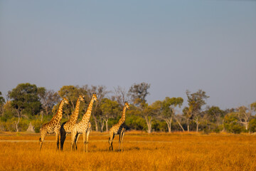 Fototapety na wymiar - Fototapeta24.pl