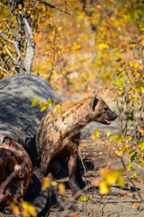 Obraz premium Hyena scavenging on elephant carcass.