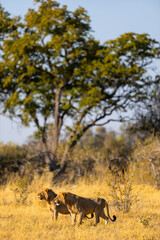 Two lions in Botswana savanna.