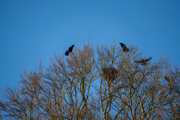 a parliament of rooks (Corvus frugilegus) resting in treetops, clear blue sky