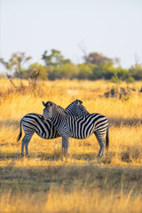 Two zebras standing back-to-back.