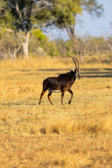 Sable antelope on Botswana plains.