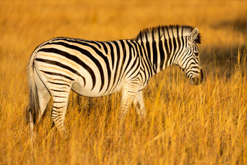 Lone zebra in golden grass.