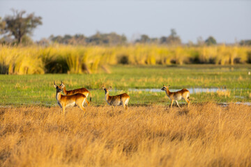 Antelope herd in grassy wetlands.