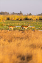 Antelopes grazing in Botswana savanna.