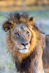 Majestic lion close-up.