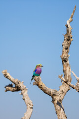 Lilac-breasted roller on tree branch.