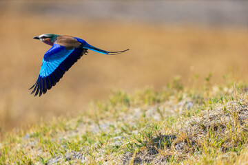 Lilac-breasted roller in mid-flight.