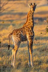 Young giraffe in golden grassland.