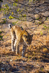 Leopard stalking through dry grass.