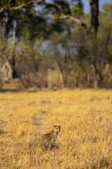 Leopard in dry grassland.