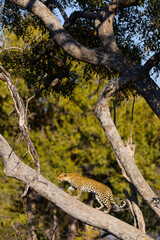Leopard on tree branch in sunlight.