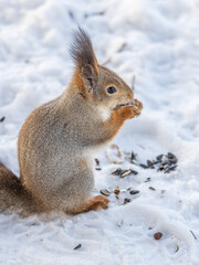 The squirrel in winter sits on white snow.